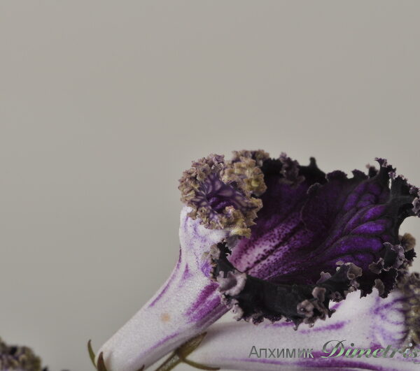dsc_3767_176 dsc_3767_176