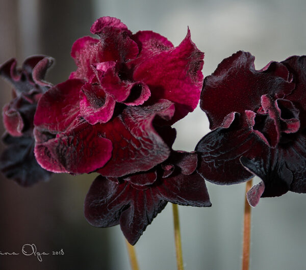 dsc_4900_110