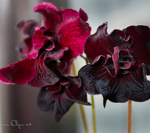 dsc_4902_1_778