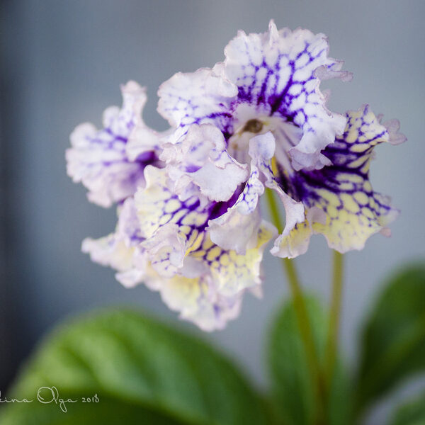 dsc_5112_3_456