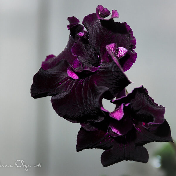 dsc_5176_161 dsc_5176_161