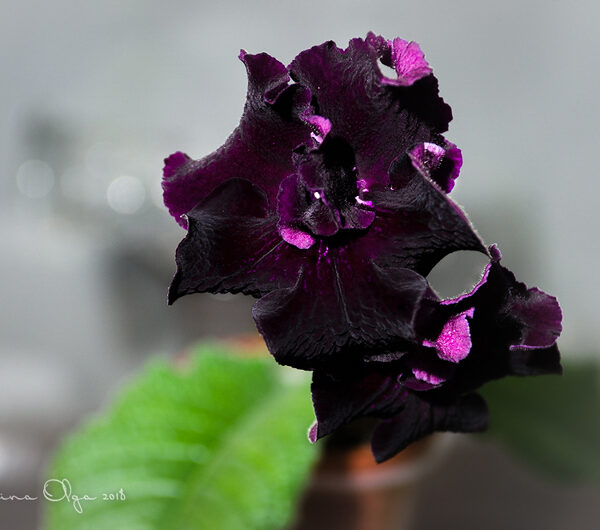 dsc_5177_141 dsc_5177_141
