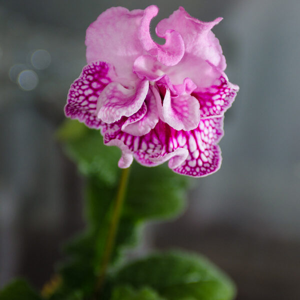 dsc_5179_777