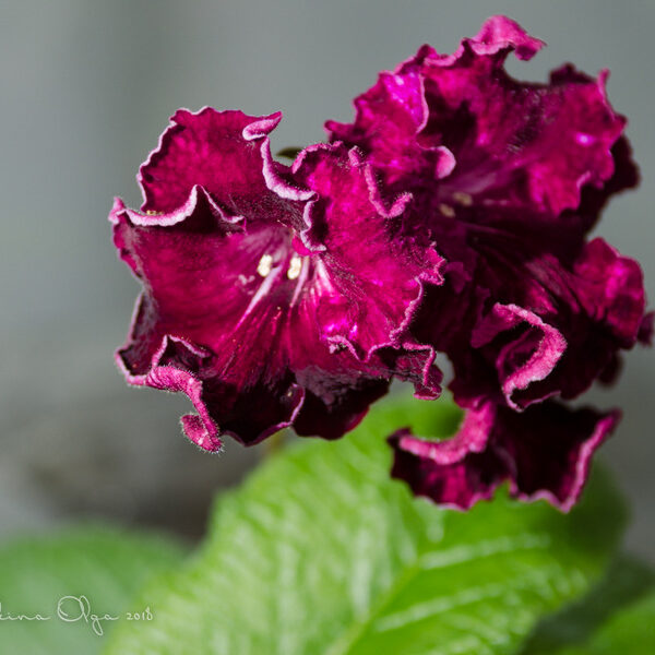 dsc_5190_160