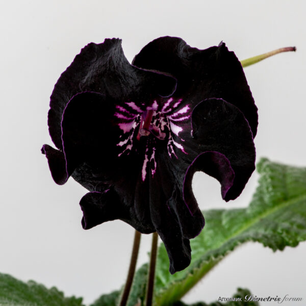 dsc_5339_934
