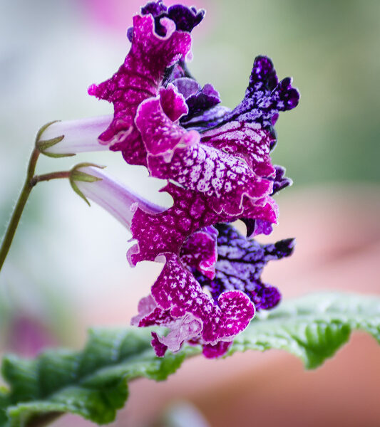 dsc_5511_621 dsc_5511_621