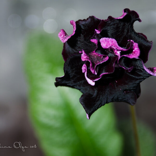 dsc_5597_140