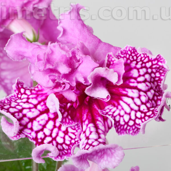 dsc_5775_187