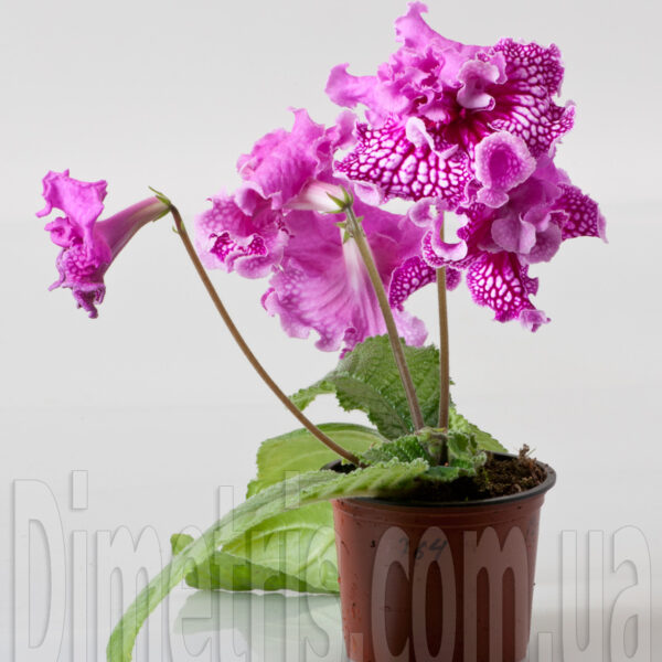 dsc_5786_121