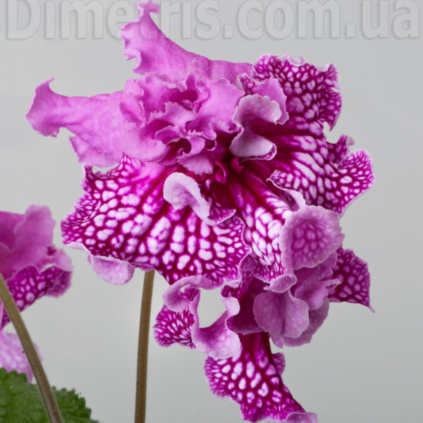 dsc_5788_123