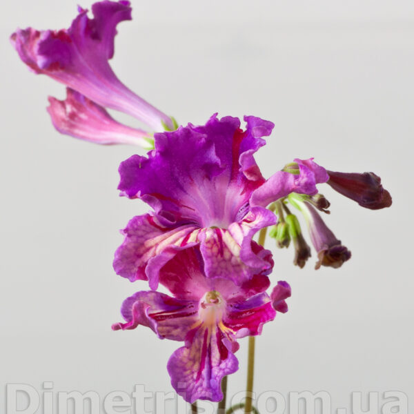 dsc_5817_2_147 dsc_5817_2_147