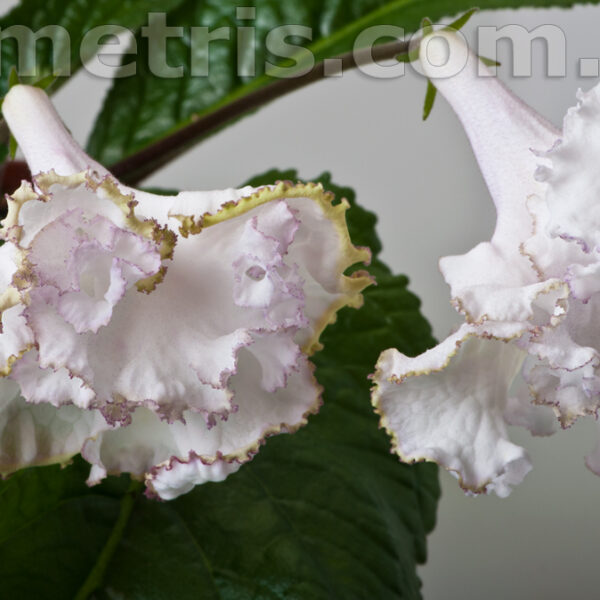 dsc_5830_2_185