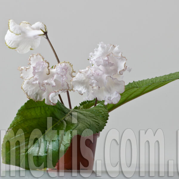 dsc_5832_2_155