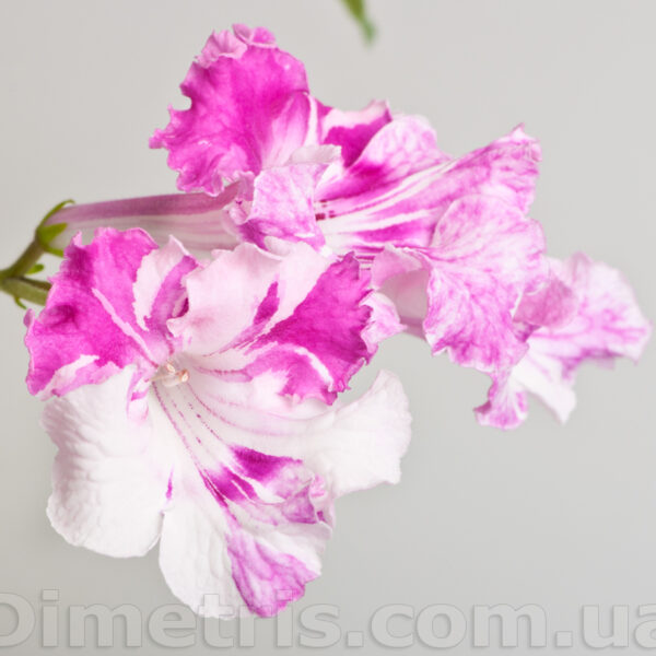 dsc_5950_128