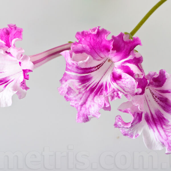 dsc_5952_130