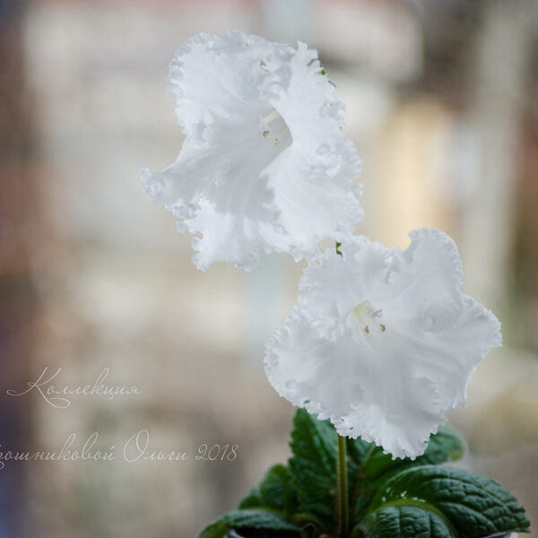 dsc_5995_3_522
