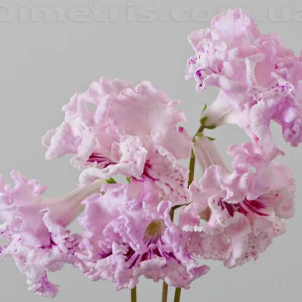 dsc_6390_781