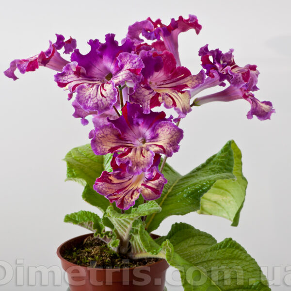 dsc_6400_236 dsc_6400_236