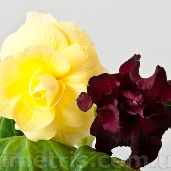 dsc_6408_371