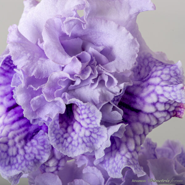 dsc_6598_156