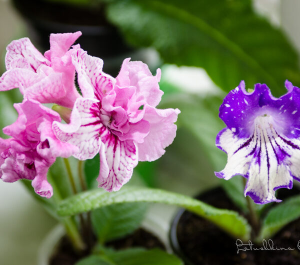 dsc_6691_166