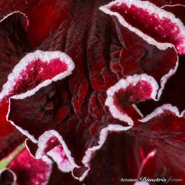 dsc_6785_179