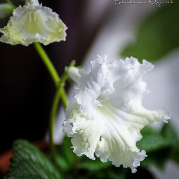 dsc_6841_1_203 dsc_6841_1_203