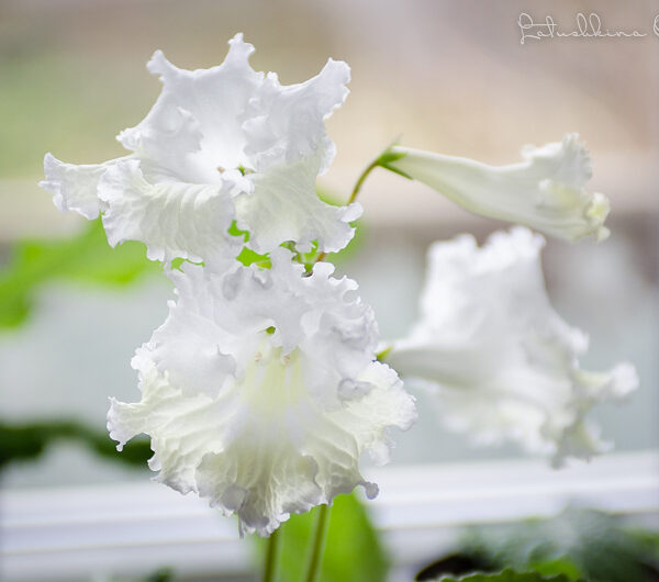 dsc_6846_174 dsc_6846_174