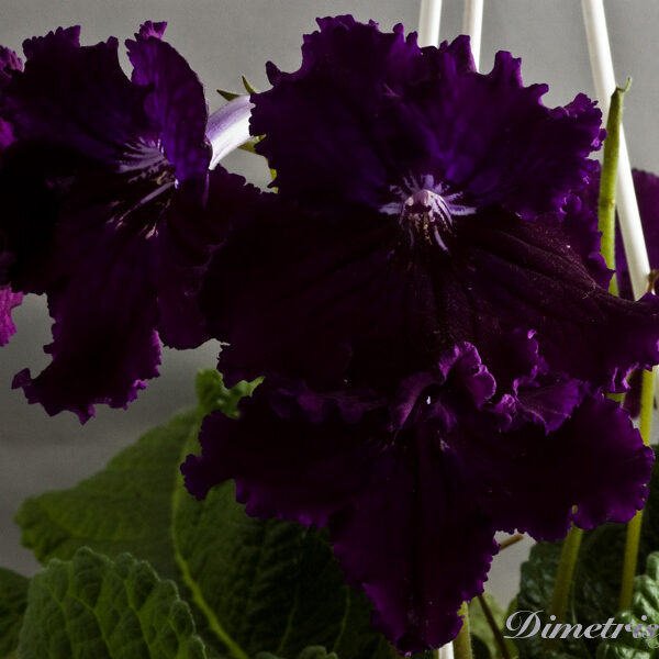 dsc_7090_205 dsc_7090_205