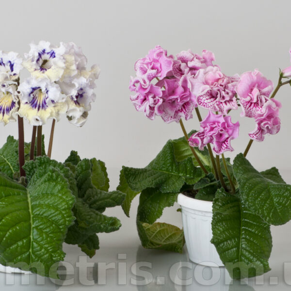 dsc_7132_598 dsc_7132_598