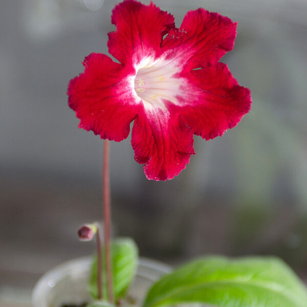 dsc_7241_273 dsc_7241_273