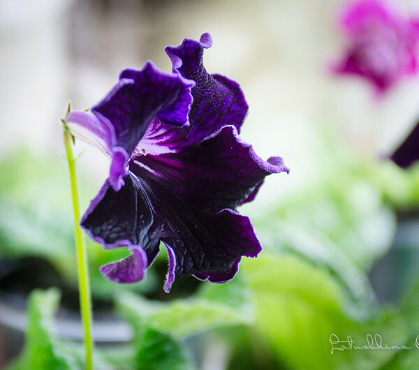 dsc_7272_2_115