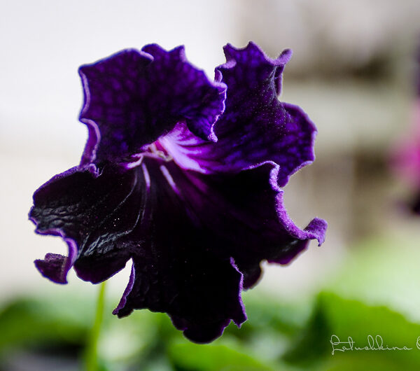 dsc_7278_196