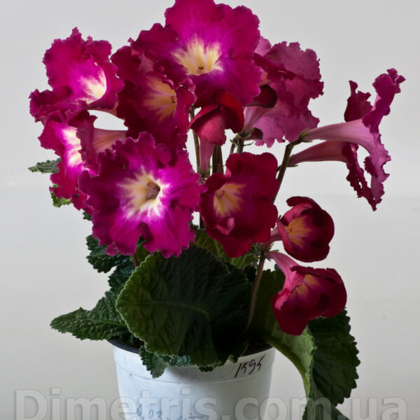 dsc_7543_978