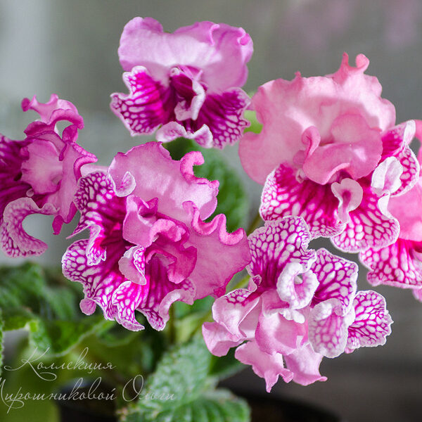 dsc_7620_865
