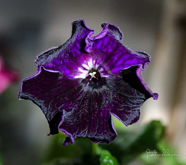 dsc_7861_115