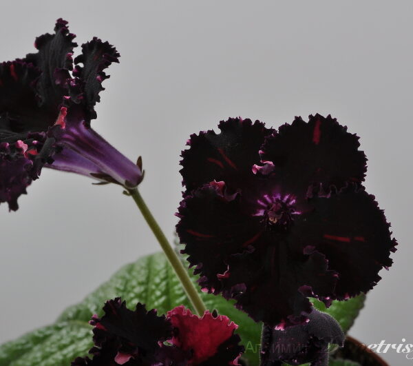 dsc_7899_512