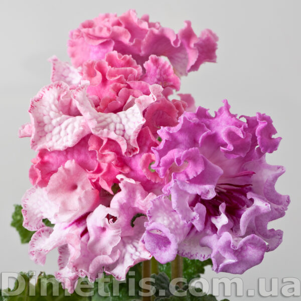 dsc_8257_862