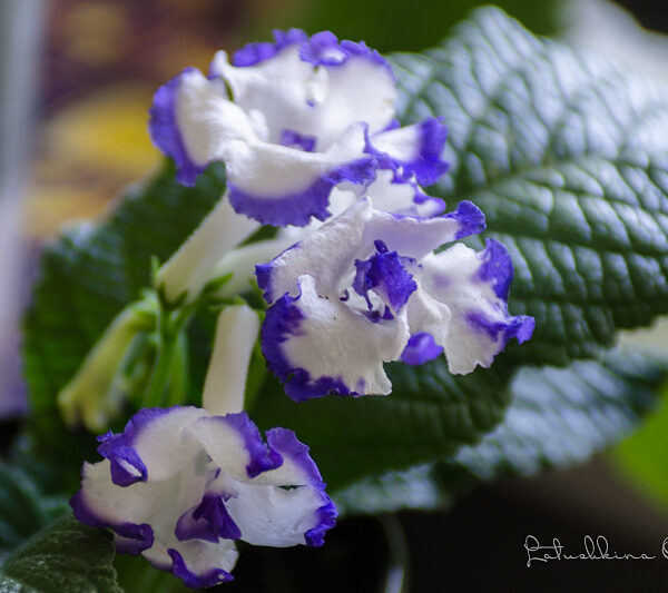 dsc_8360_162