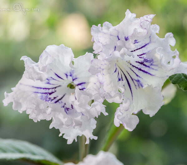 dsc_8387_2_123