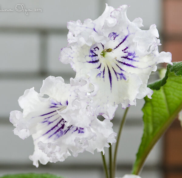 dsc_8392_179