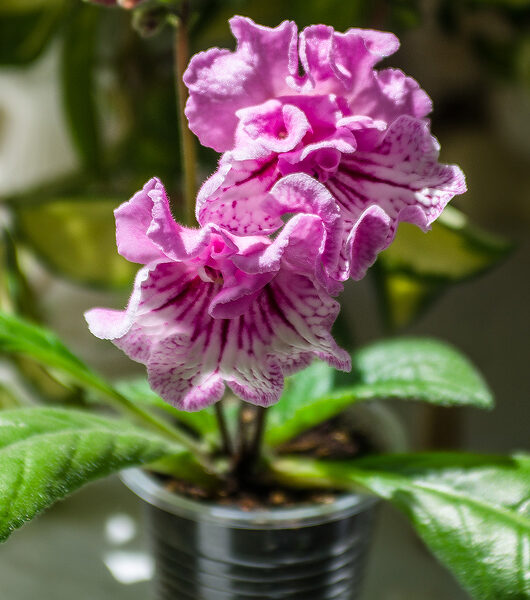 dsc_8399_181