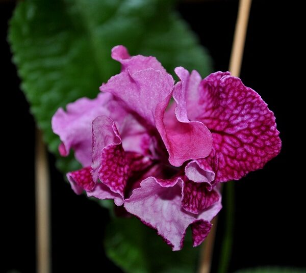 dsc_8496_112