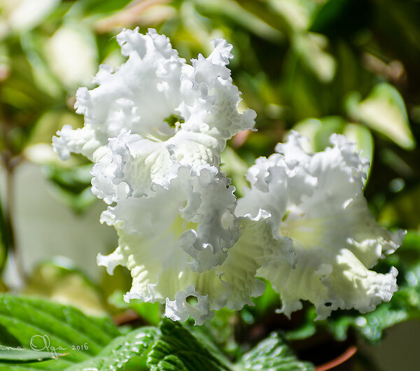 dsc_8803_161 dsc_8803_161