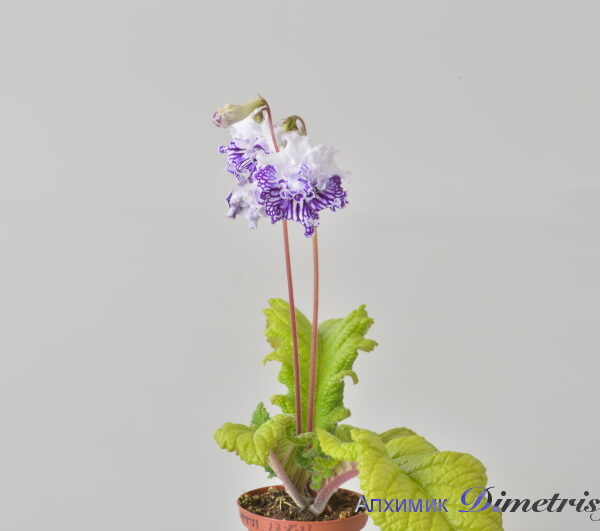 dsc_9067_176
