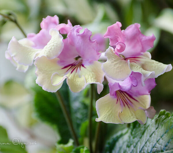 dsc_9601_203 dsc_9601_203