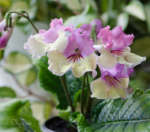 dsc_9603_618 dsc_9603_618