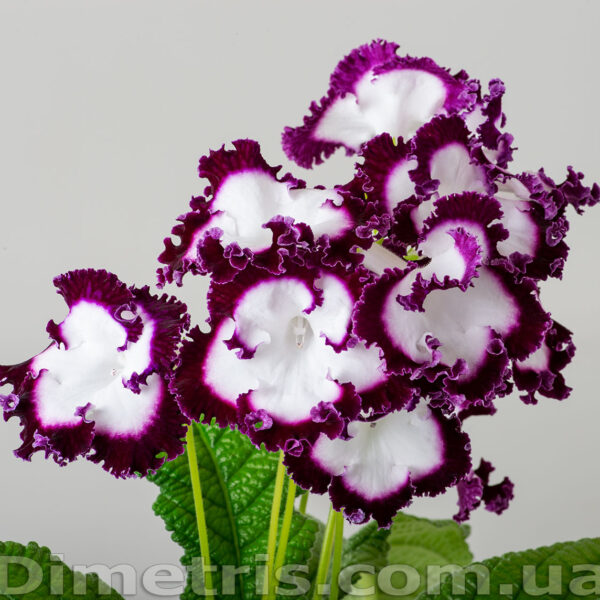 dsc_9841_163