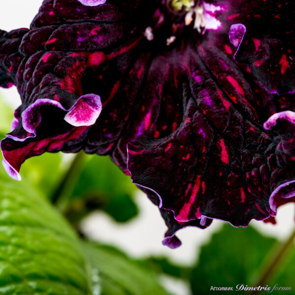 dsc__2_105 dsc__2_105