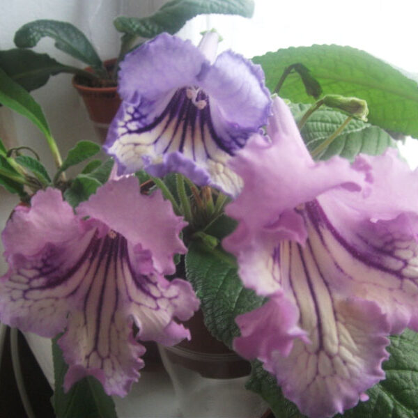 dscf80761_121